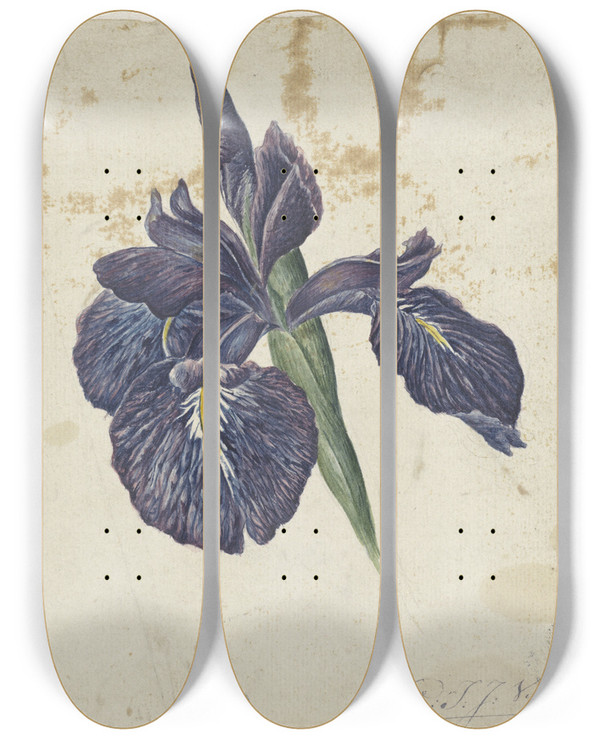 Triptych art skateboard deck of Georgius Jacobus Johannes Van Os Iris by Georgius Jacobus Johannes Van Os (1782-1861)