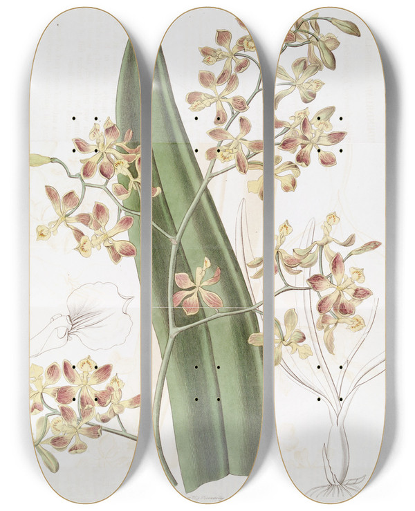 Triptych art skateboard deck of Sydenham Edwards Oncidiumflowered Epidendrum by Sydenham Edwards (1768-1819)