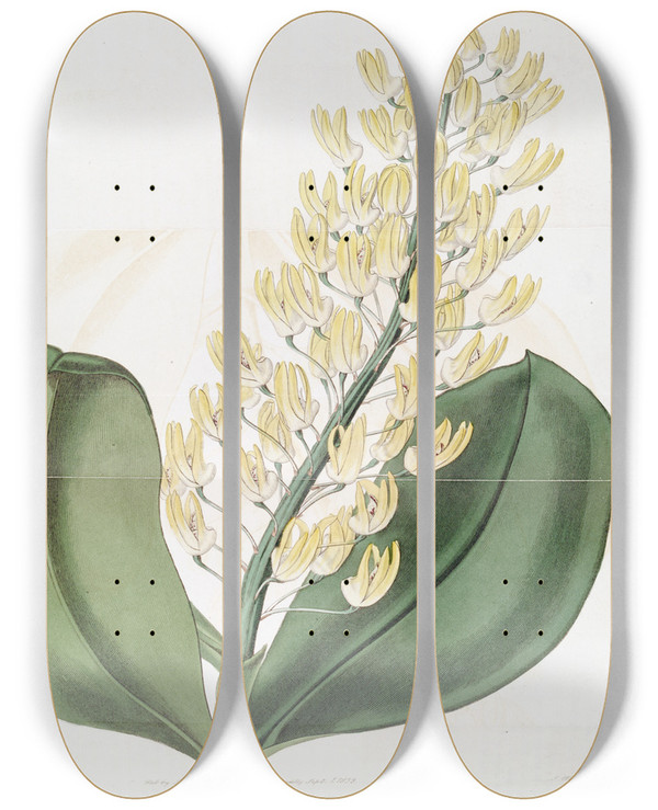 Triptych art skateboard deck of Sydenham Edwards Shewy Dendrobium by Sydenham Edwards (1768-1819)