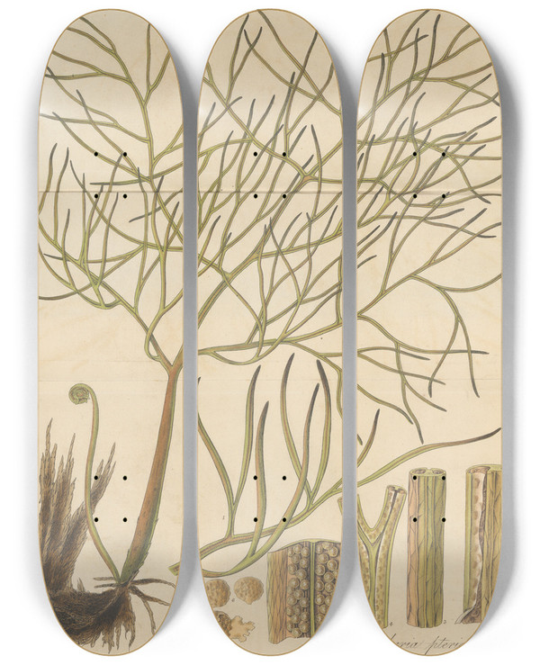 Triptych art skateboard deck of William Jackson Hooker Parkeria Pteridoides_2 by William Jackson Hooker (1785-1865)