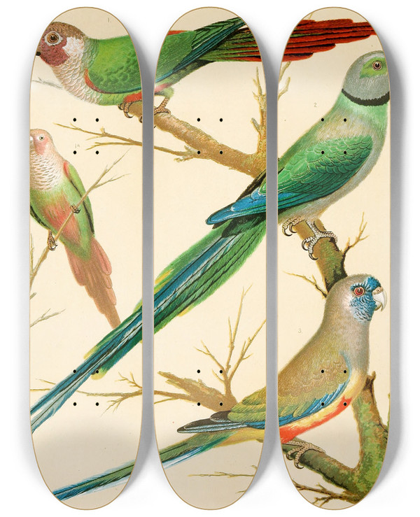 Triptych art skateboard deck of W A Blakston Whiteeared Conures Malabar Parrakeet Blue Bonnet Parrakeet by W A Blakston (19-)