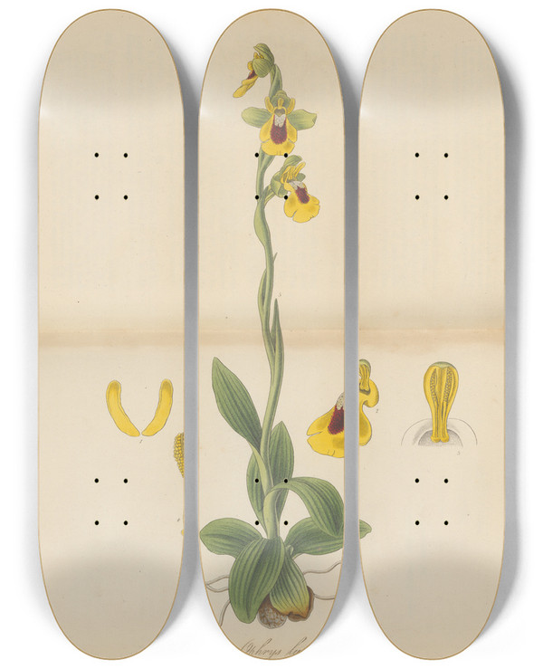 Triptych art skateboard deck of William Jackson Hooker Ophrys Lutea by William Jackson Hooker (1785-1865)