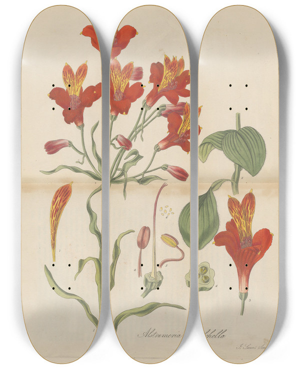 Triptych art skateboard deck of William Jackson Hooker Alstroemeria Pulchella by William Jackson Hooker (1785-1865)