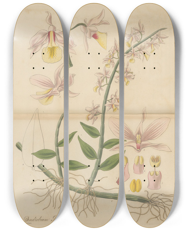 Triptych art skateboard deck of William Jackson Hooker Dendrobium Pierardi by William Jackson Hooker (1785-1865)