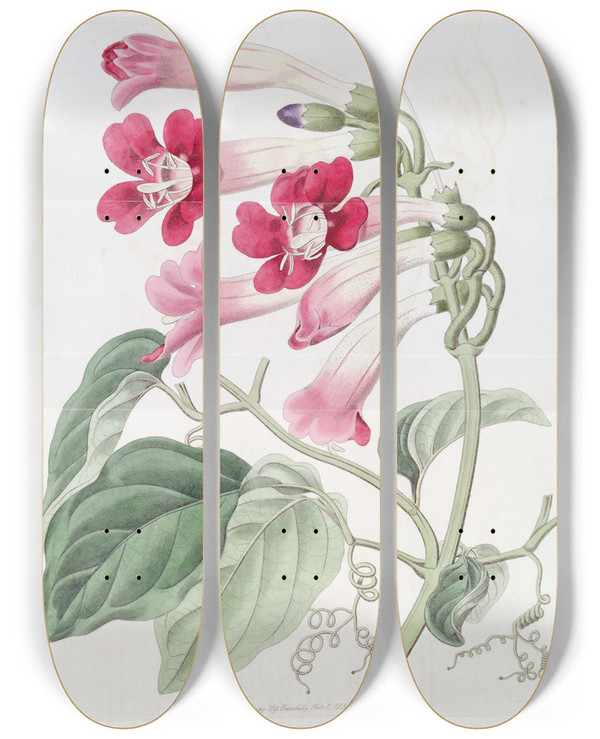Triptych art skateboard deck of Sydenham Edwards The Cherere Bignonia by Sydenham Edwards (1768-1819)