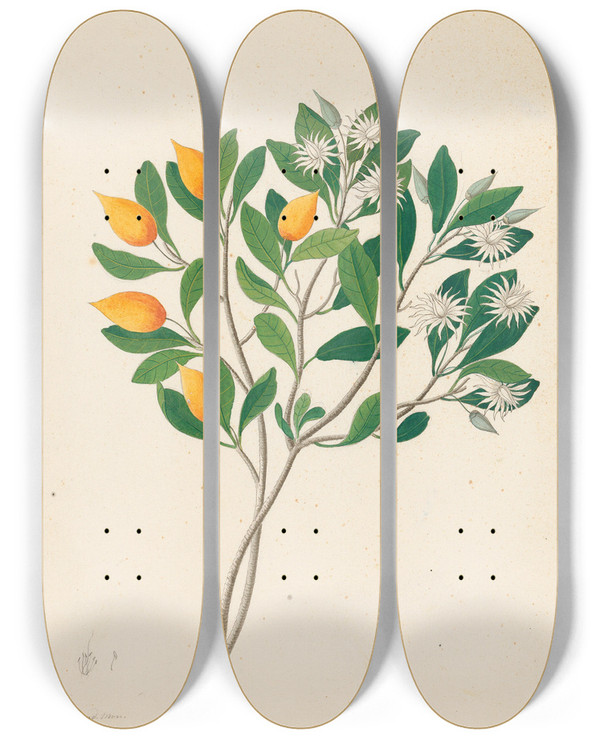 Triptych art skateboard deck of Clemenz Heinrich Wehdemann Hexand Mono Mimusops Obovata by Clemenz Heinrich Wehdemann (1762-1835)