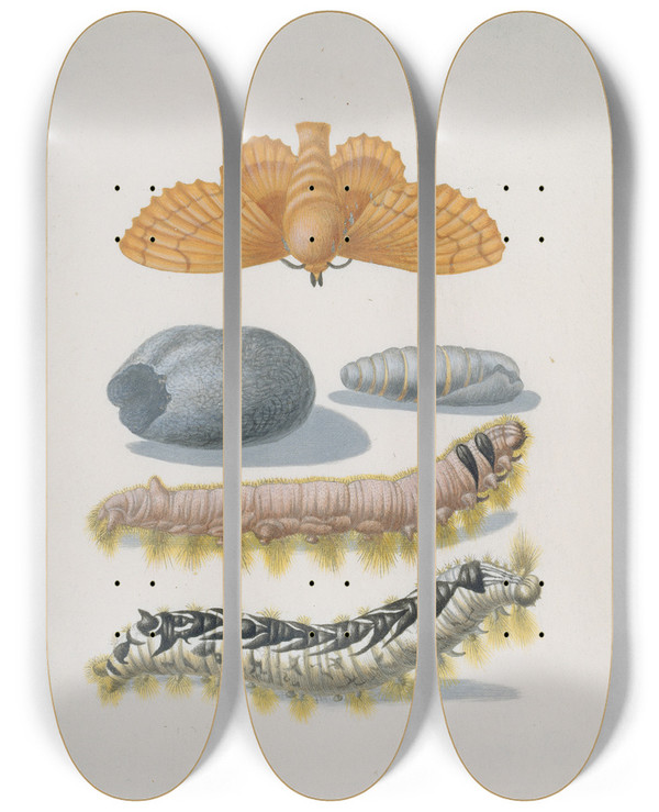 Triptych art skateboard deck of Maria Sibylla Merian Metamorphosis Of The Lappet by Maria Sibylla Merian (1647-1717)