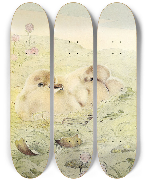 Triptych art skateboard deck of Edward Julius Detmold The Skua by Edward Julius Detmold (1883-1957)