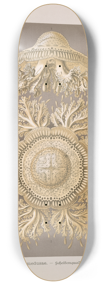 Ernst Haeckel - Discomedusae.  Scheibenquallen 8.25 inch art skate deck