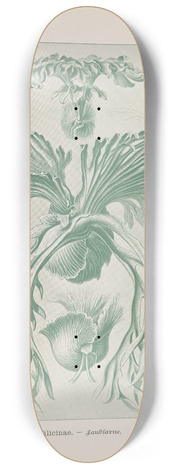 Ernst Haeckel - Filicinae.  Laubfarne. 8.25 inch art skate deck
