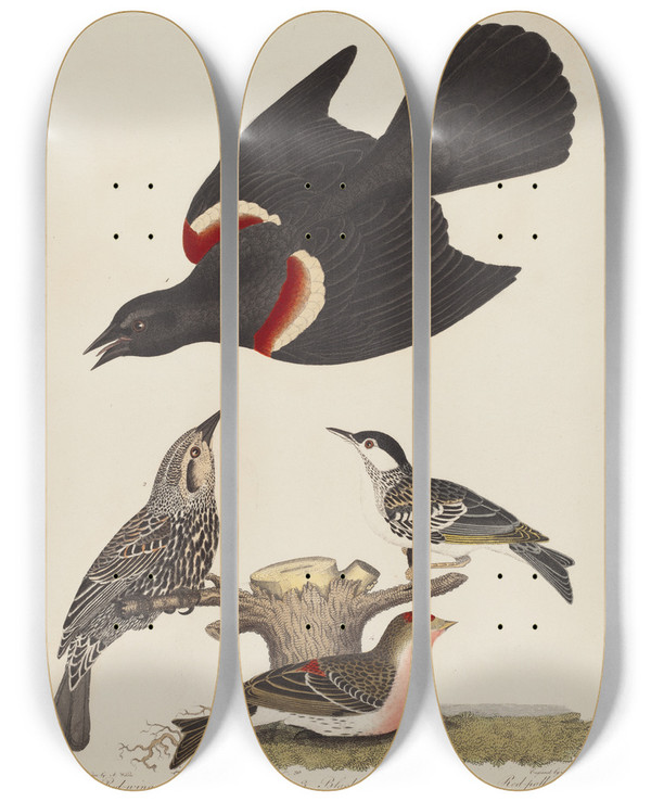 Triptych art skateboard deck of Alexander Lawson Redwinged Starling Female Redwinged Starling Blackpoll Warbler And Lesser Redpoll by Alexander Lawson (1773-1846)