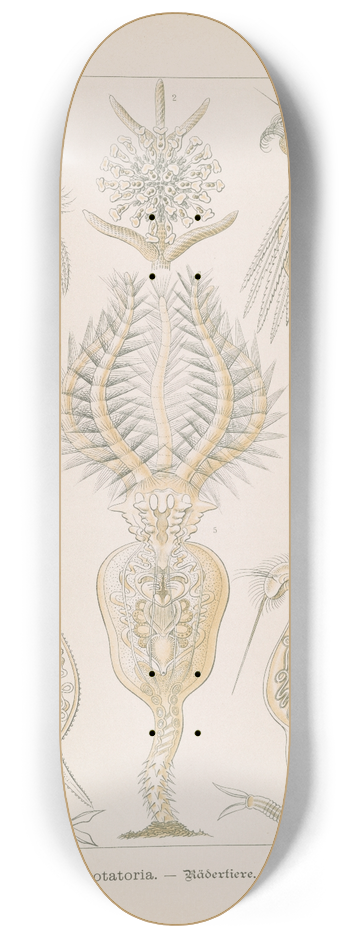 Ernst Haeckel - Rotatoria.  Rdertiere 8.25 inch art skate deck