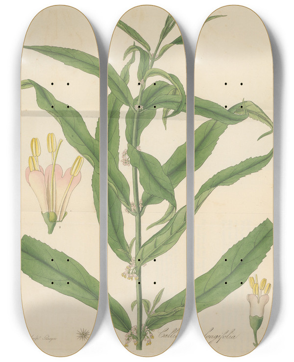Triptych art skateboard deck of William Jackson Hooker Callicarpa Longifolia by William Jackson Hooker (1785-1865)