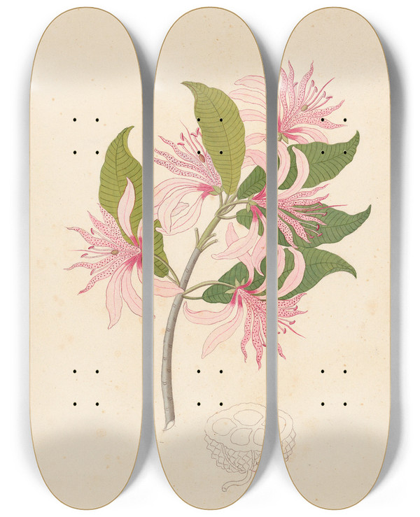 Triptych art skateboard deck of Clemenz Heinrich Wehdemann Calodendrum Capense by Clemenz Heinrich Wehdemann (1762-1835)