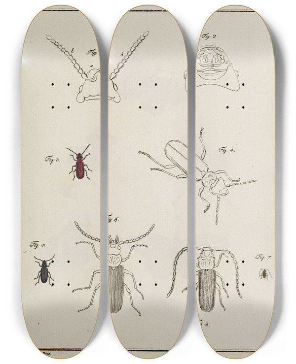 Triptych art skateboard deck of Johann Caspar Fuessli Archives De Lhistoire Des Insectes Pl07 by Johann Caspar Fuessli (1743-1786)