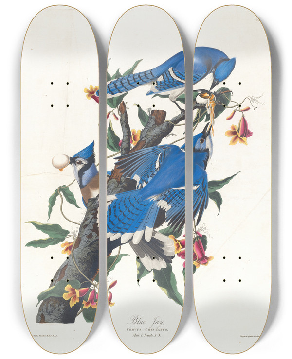 Triptych art skateboard deck of John James Audubon Blue Jay by John James Audubon (1785-1851)
