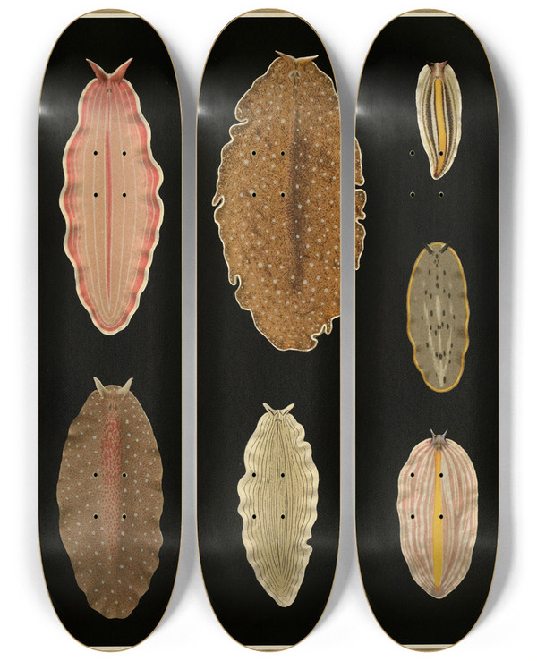Triptych art skateboard deck of Arnold Lang Die Polycladen Des Golfes Von Neapel Und Der Angrenzenden Meeresabschnitte Pl7 by Arnold Lang (1855-1914)