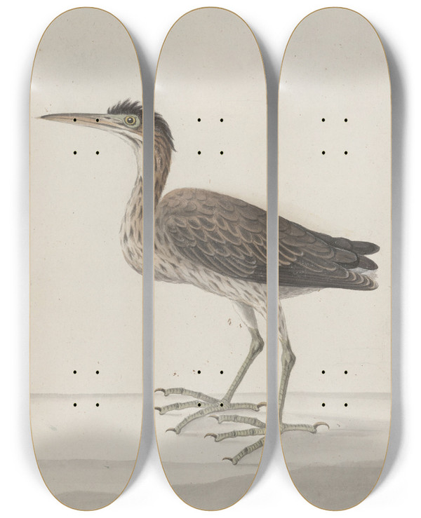 Triptych art skateboard deck of Ren De Rabi Natural History Of Saint Domingue Pl046 by Ren de Rabi (1700-1785)