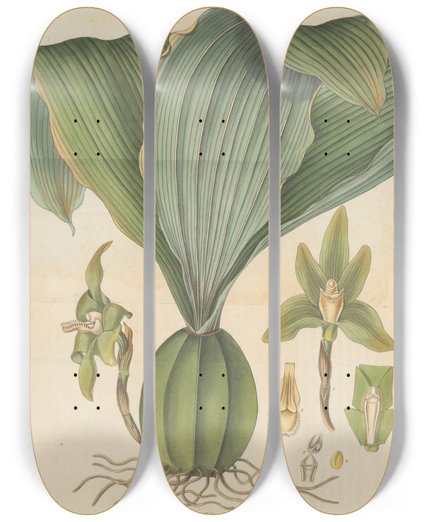Triptych art skateboard deck of William Jackson Hooker Dendrobium Barringtoniae by William Jackson Hooker (1785-1865)