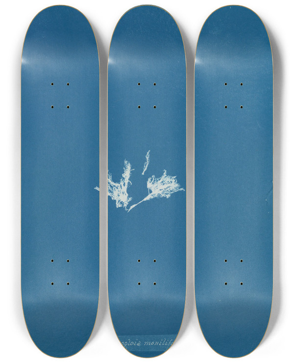 Triptych art skateboard deck of Anna Atkins Mesogloia Moniliformis_2 by Anna Atkins (1799-1871)