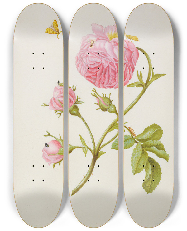 Triptych art skateboard deck of Maria Sibylla Merian Rose With Metamorphosis Of Leaf Roller And A Glued Beetle Larva by Maria Sibylla Merian (1647-1717)