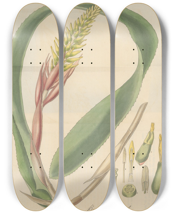 Triptych art skateboard deck of William Jackson Hooker Bromelia Nudicaulis by William Jackson Hooker (1785-1865)