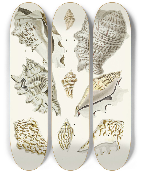 Triptych art skateboard deck of Heinrich Carl Kster Die Flugelschnecken Strombea Pl23 by Heinrich Carl Kuster (1807-1876)