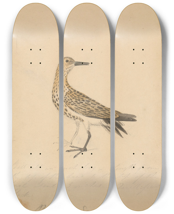 Triptych art skateboard deck of James Sowerby A Bird_2 by James Sowerby (1757-1822)