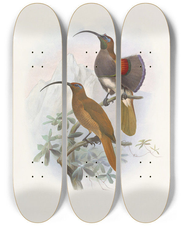 Triptych art skateboard deck of Daniel Giraud Elliot Drepanornis Albertis by Daniel Giraud Elliot (1835-1915)