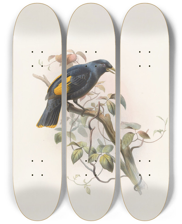 Triptych art skateboard deck of Daniel Giraud Elliot Ptilonorhynchus Rawnsleyi by Daniel Giraud Elliot (1835-1915)