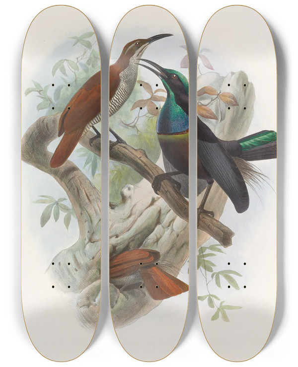 Triptych art skateboard deck of Daniel Giraud Elliot Ptiloris Magnificus by Daniel Giraud Elliot (1835-1915)