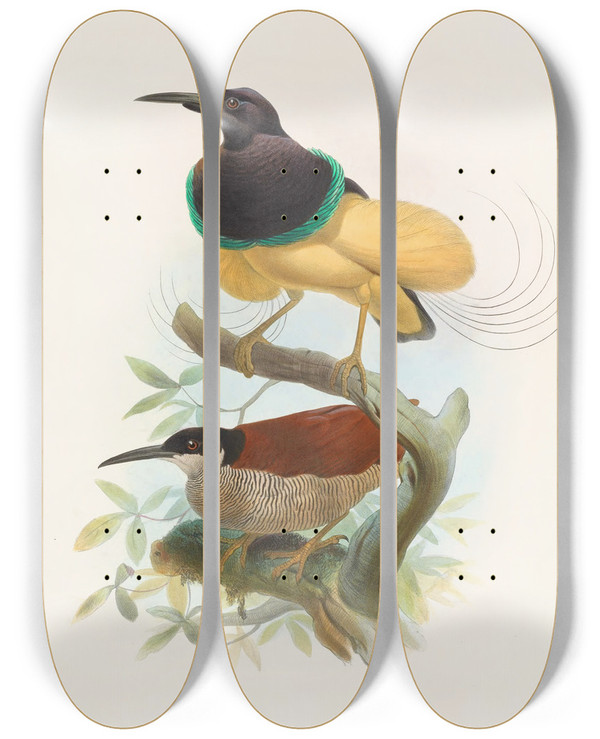 Triptych art skateboard deck of Daniel Giraud Elliot Seleucides Alba by Daniel Giraud Elliot (1835-1915)