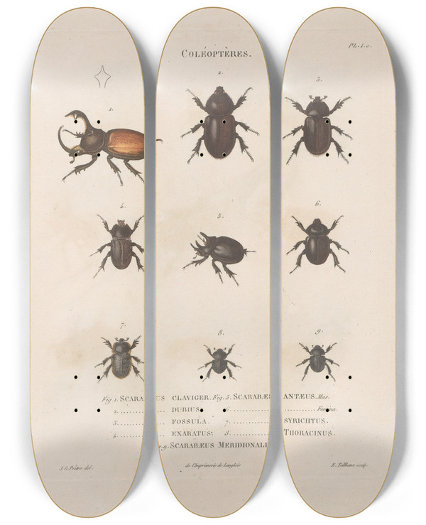 Triptych art skateboard deck of Jean Gabriel Pretre Insectes Recueillis En Afrique Et En Amrique Pl18 by Jean Gabriel Pretre (1768-1849)