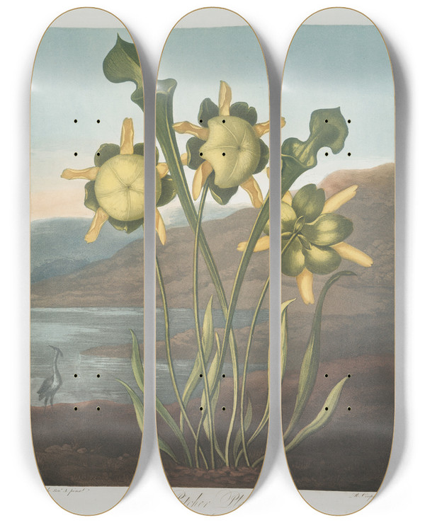 Triptych art skateboard deck of Robert John Thornton Pitcher Plant by Robert John Thornton (1768-1837)