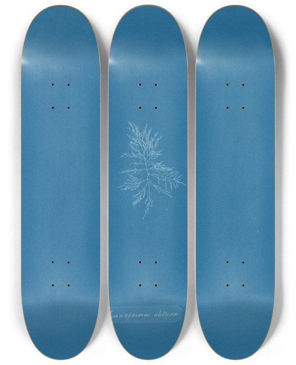 Triptych art skateboard deck of Anna Atkins Laurencia Obtusa by Anna Atkins (1799-1871)