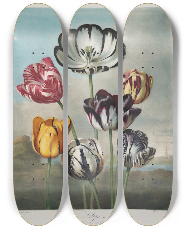 Triptych art skateboard deck of Robert John Thornton A Group Of Tulips by Robert John Thornton (1768-1837)