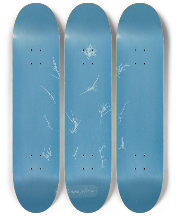 Triptych art skateboard deck of Anna Atkins Grateloupia Filicina_2 by Anna Atkins (1799-1871)