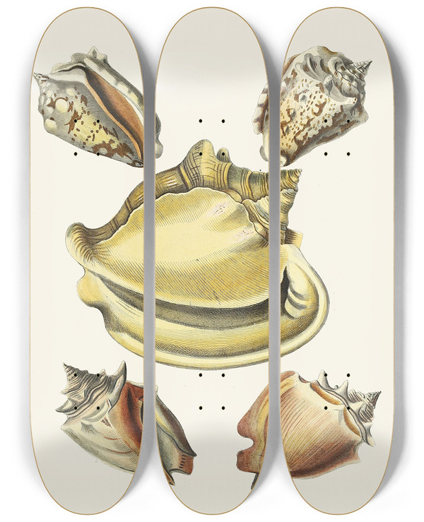 Triptych art skateboard deck of Heinrich Carl Kster Die Flugelschnecken Strombea Pl06 by Heinrich Carl Kuster (1807-1876)