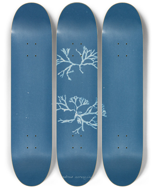 Triptych art skateboard deck of Anna Atkins Chondrus Norvegicus by Anna Atkins (1799-1871)