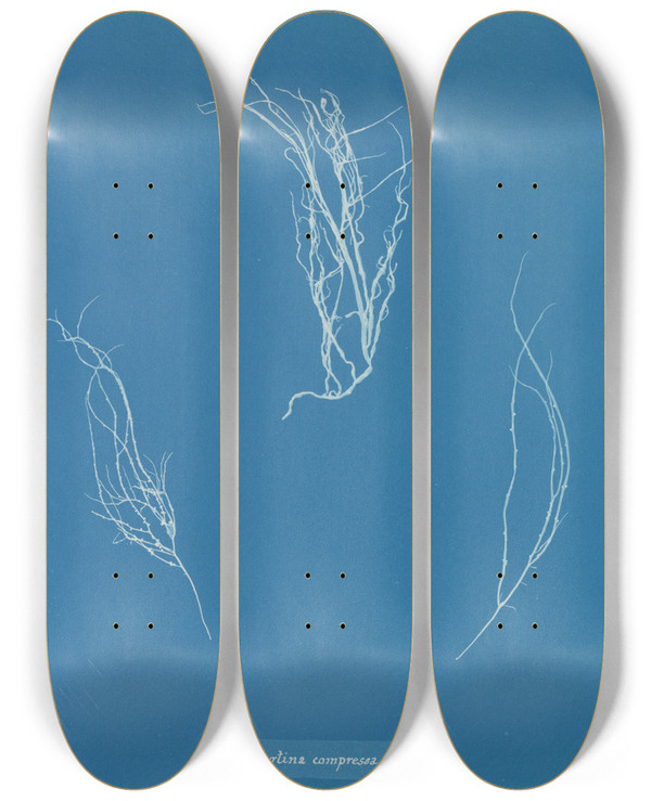 Triptych art skateboard deck of Anna Atkins Gigartina Compressa by Anna Atkins (1799-1871)