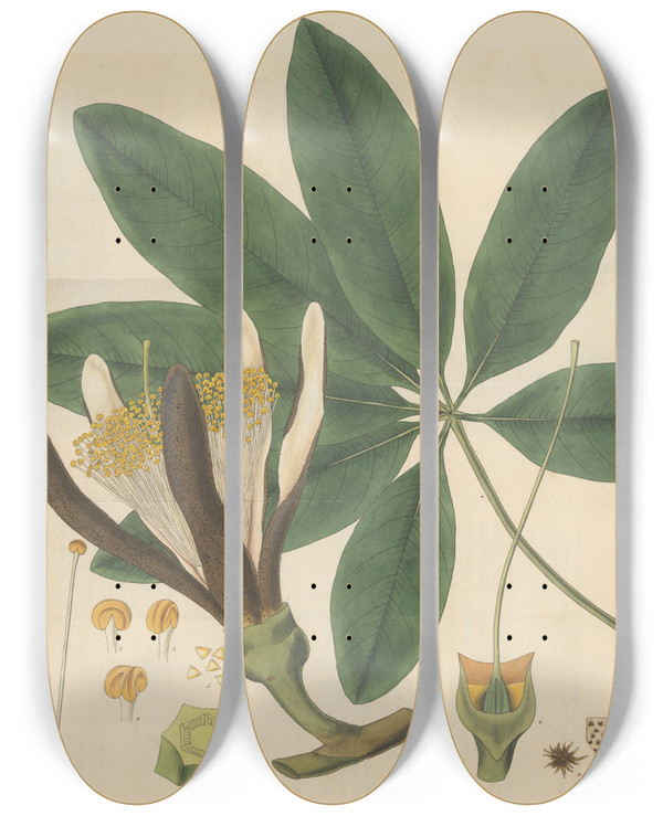 Triptych art skateboard deck of William Jackson Hooker Carolinea Alba by William Jackson Hooker (1785-1865)