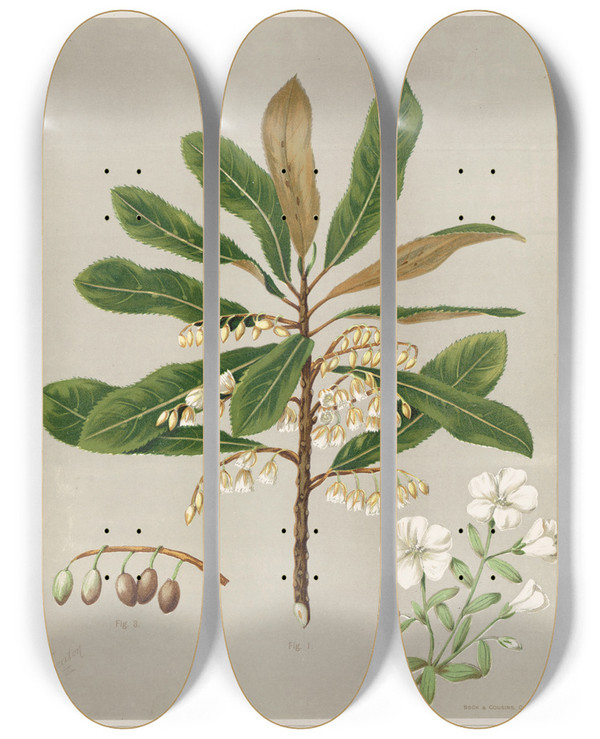 Triptych art skateboard deck of Sarah Featon 1 Hinau Elaeocarpus Dentatus 2 Rauhuia Linum Monogynum 3 Fruit Of Hinau Plate 15 by Sarah Featon (1848-1927)