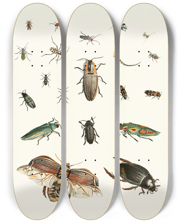 Triptych art skateboard deck of Johann Heinrich Sulzer Dr Sulzers Short History Of Insects Pl 06 by Johann Heinrich Sulzer (1735-1813)