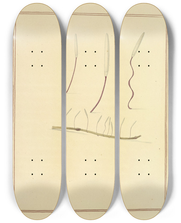 Triptych art skateboard deck of James Bolton Icons Fungorum Circa Halifax Sponte Nascentium Pl184 by James Bolton (1735-1799)
