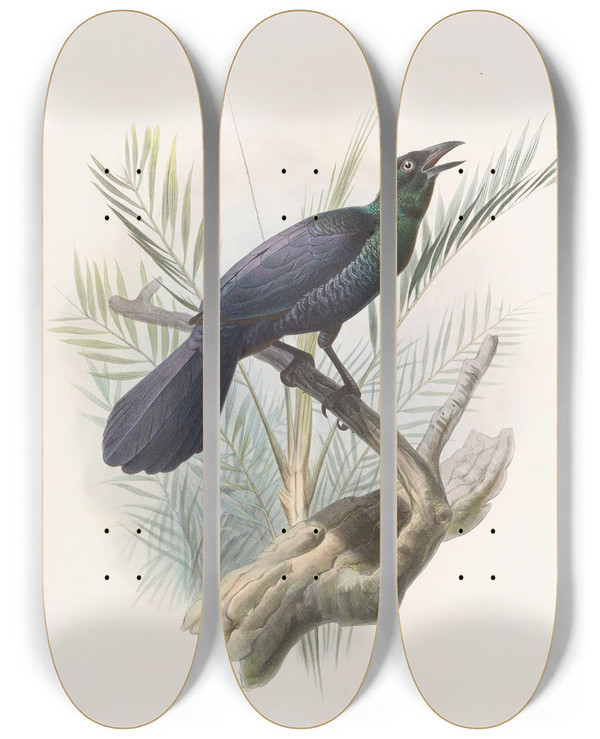 Triptych art skateboard deck of Daniel Giraud Elliot Manucodia Atra by Daniel Giraud Elliot (1835-1915)