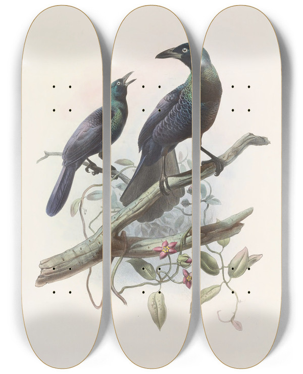Triptych art skateboard deck of Daniel Giraud Elliot Manucodia Chalybeus by Daniel Giraud Elliot (1835-1915)