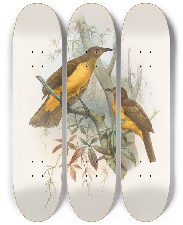 Triptych art skateboard deck of Daniel Giraud Elliot Chlamydodera Xanthocastra by Daniel Giraud Elliot (1835-1915)