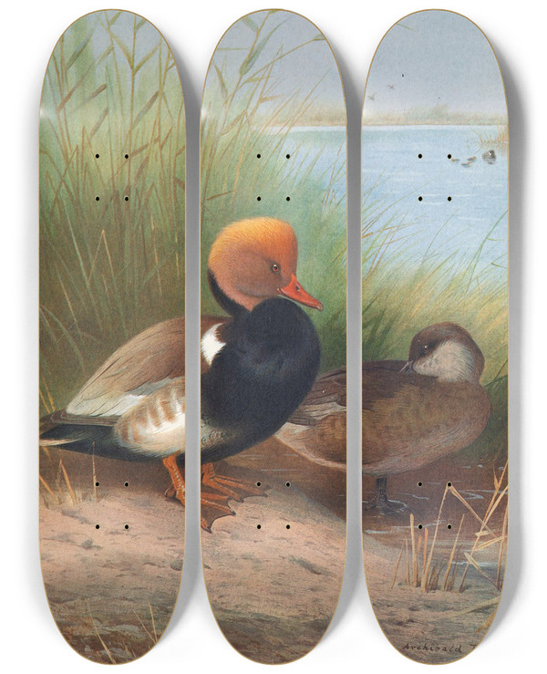 Triptych art skateboard deck of Otto Murray Dixon Redcrested Pochard by O Murray Dixon (1885-1917)