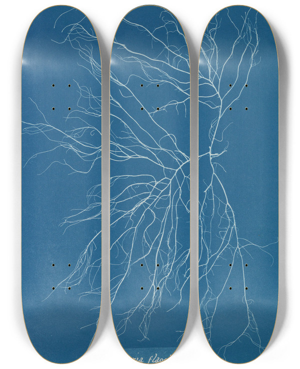 Triptych art skateboard deck of Anna Atkins Chordaria Flagelliformis_2 by Anna Atkins (1799-1871)