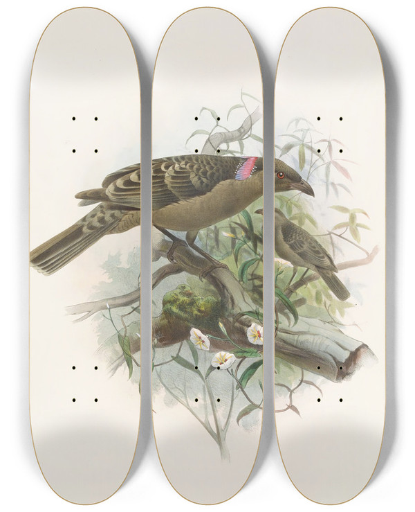 Triptych art skateboard deck of Daniel Giraud Elliot Chlamydodera Nuchalis by Daniel Giraud Elliot (1835-1915)